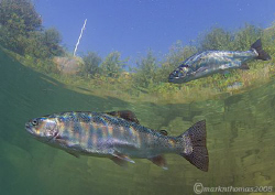 Trout in shallows.
Capernwray.
10.5mm. by Mark Thomas 